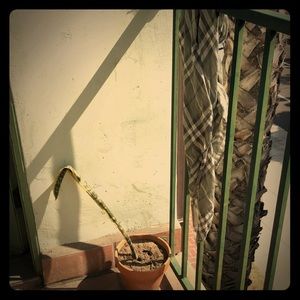 Gap khaki green plaid scarf